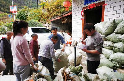 九道乡：芍药基地迎来丰收旺季