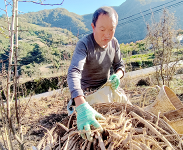 芍药丰收助增收