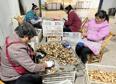 万峪河乡：“小天麻”撬动乡村振兴“大产业”