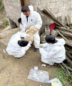万峪河乡：畜禽监测筑牢畜牧安全网