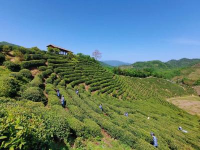 房县窑淮镇技能培训助力茶产业发展