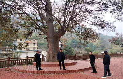房县为古树名木建档立卡挂牌保护