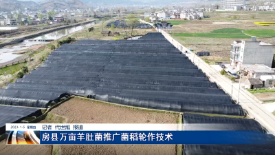 房县万亩羊肚菌推广菌稻轮作技术