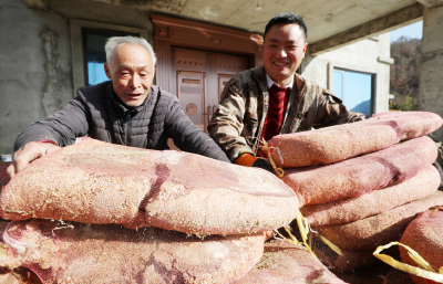 湖北房县：草药大曲“身价”翻八倍