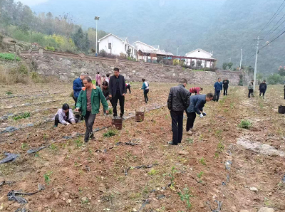 姚坪乡：人勤春早茶园忙 茶叶铺就振兴路