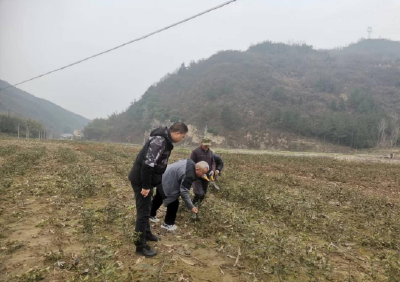 县委政法委：帮扶东河村发展茶产业 助力乡村振兴再提速
