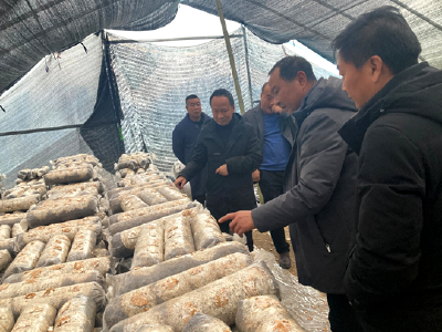 强服务抓春管  全力推进春季食用菌生产