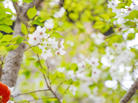春日寻游│房县的春日暖阳，藏在这条古街的芳华盎然间