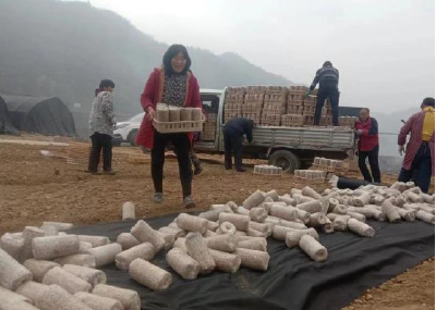 土城镇春季地栽木耳如期下地