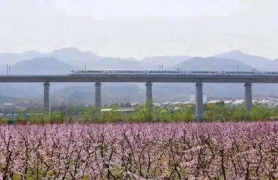 长江云评 | 以樱为媒，聆听荆楚大地的春日乐章