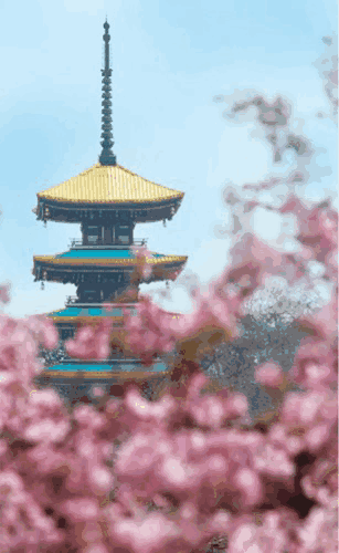 人潮如织，繁花如潮！“马”上赏樱，武汉迎来“樱花黄金周”
