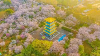 相约春天赏樱花丨看！花都为你开好了！
