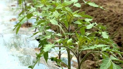 谭建平种菜记