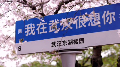 武汉看樱花最美的地方，在这！从早到晚不间断