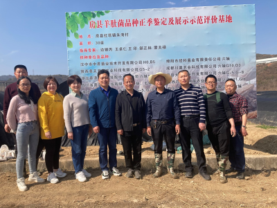 湖北省农科院专家团队来房调研羊肚菌基地建设