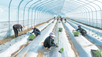 房县特色农业 助农增收