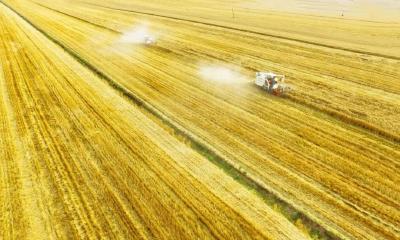 荆州 “一粒米” 的千年蝶变！