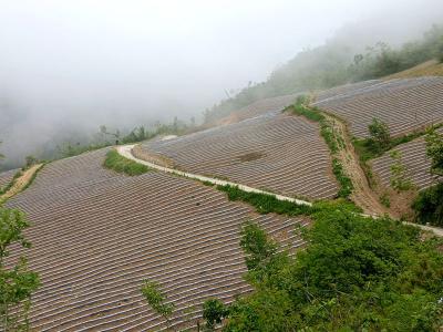  房县九道乡：“锚定”烟叶产业 助推乡村振兴