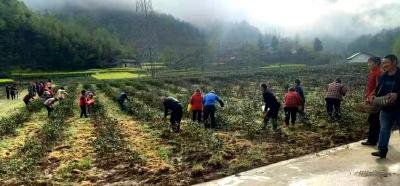 ​大木厂镇马进洞村：春茶采摘，满园飘香
