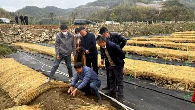 青峰镇：科技“大餐”送下乡  助农增收有保障 