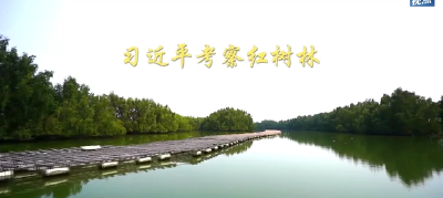 第1视点丨习近平考察红树林