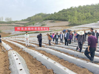 回龙乡：组织烟叶移栽现场培训会