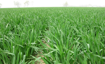 房县 无人机“飞防”助小麦丰收