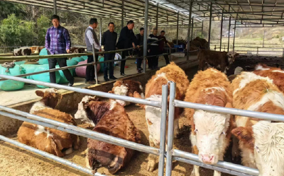 五台乡：积极推进肉牛养殖 让农民日子“牛”起来