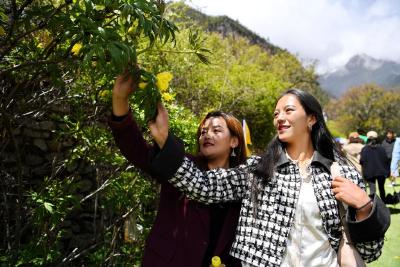 新华全媒+丨持续发展生态旅游——“西藏江南”大花黄牡丹花开引客来