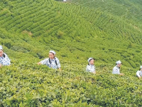 茶旅融合发展 赋能乡村振兴