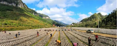 房县黑木耳产业科技园通过省级绩效评估