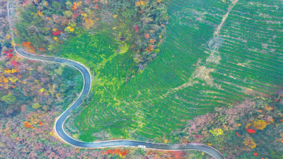 姚坪乡：春耕忙 日子旺