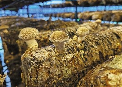 学习进行时丨这位伟大人物的精神，总书记十分看重
