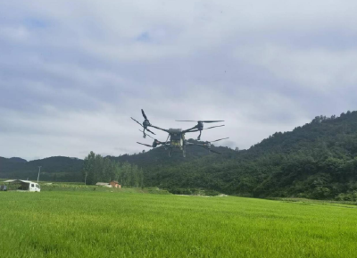 门古寺镇：无人机“飞防”作业  为水稻丰产保驾护航