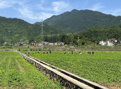 【共同缔造】青峰镇：共同缔造兴产业，统筹发展振乡村