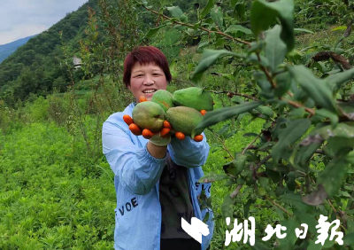 九道乡：青木瓜助力村集体经济增收