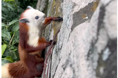 湖北武当山“萌鼠”与游客互动