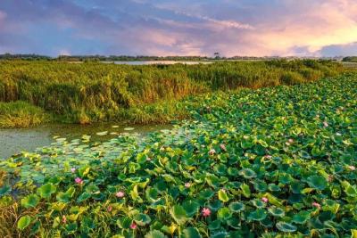 美翻！八月洪湖美出圈