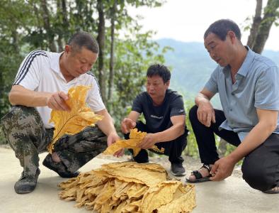 九道乡：强化纪律监督 护航烟叶收购