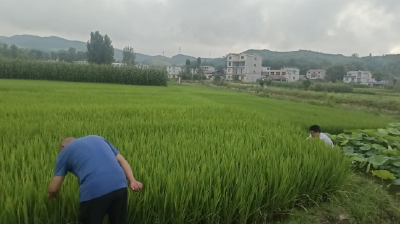 军店镇：多措并举 加强水稻病虫害监测防控
