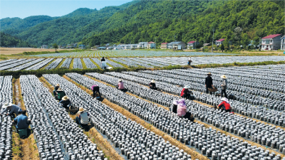 房县土城镇通省村：小木耳 大产业