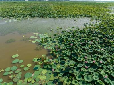 看见美丽中国丨共同守护一泓清水 在藕花深处看生态蝶变