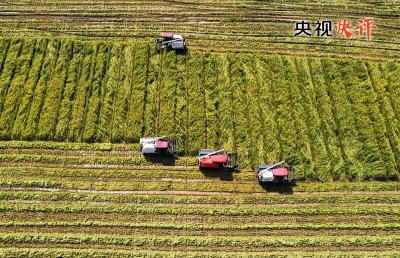 【央视快评】让农民腰包越来越鼓、生活越来越美好——庆祝第六个“中国农民丰收节”