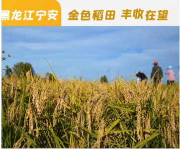 黑龙江宁安：金色稻田 丰收在望