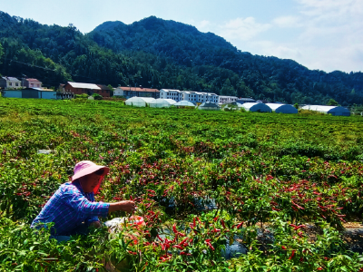 万峪河乡：火红辣椒喜获丰收