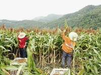 高粱垂红穗 农民喜丰收