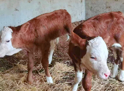 房县品改站：肉牛双胎繁育“牛气冲天”