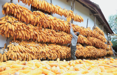 回龙乡：晒丰收