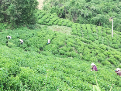青峰镇：以茶富民促振兴