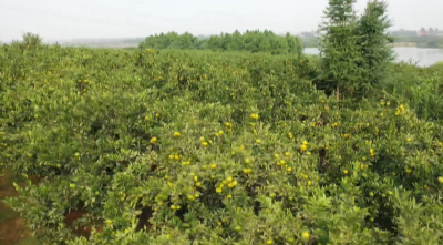 75次敲门声：蕲春政商“面对面”破梗阻记